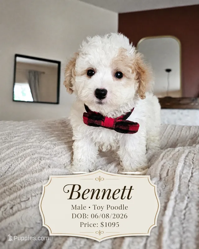 Bennett - Registered ICA Toy Poodle – Poodle - Toy  puppy for sale in Madison, WI