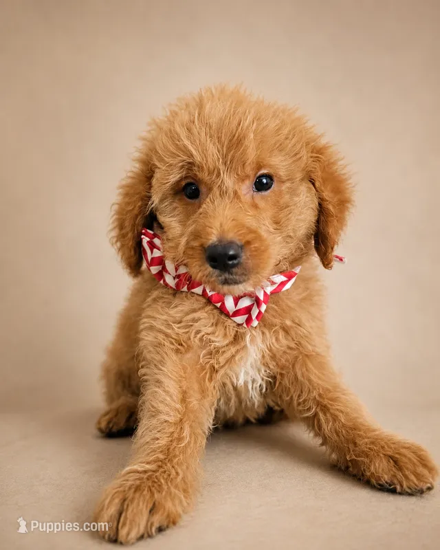 F1B Mini Goldendoodle - MALE Trained REDUCED  – Miniature Goldendoodle puppy for sale in Madison, WI