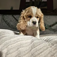 Clover - Female, a female Cocker Spaniel for sale in Madison, WI – Photo 2 of 3