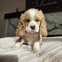 Clover - Female, a female Cocker Spaniel for sale in Madison, WI – Photo 1 of 3