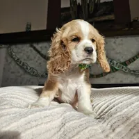 Clover - Female, a female Cocker Spaniel for sale in Madison, WI – Photo 3 of 3