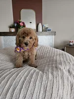 BOO F2B Mini Goldendoodle , a male Miniature Goldendoodle for sale in Madison, WI – 2 of 5