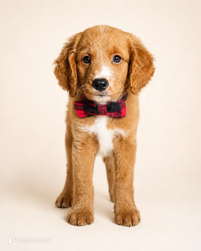 Rodeo (REDUCED) Med Mini Goldendoodle Flat Coat – Miniature Golden Retriever, Miniature Goldendoodle puppy for sale in Madison, WI