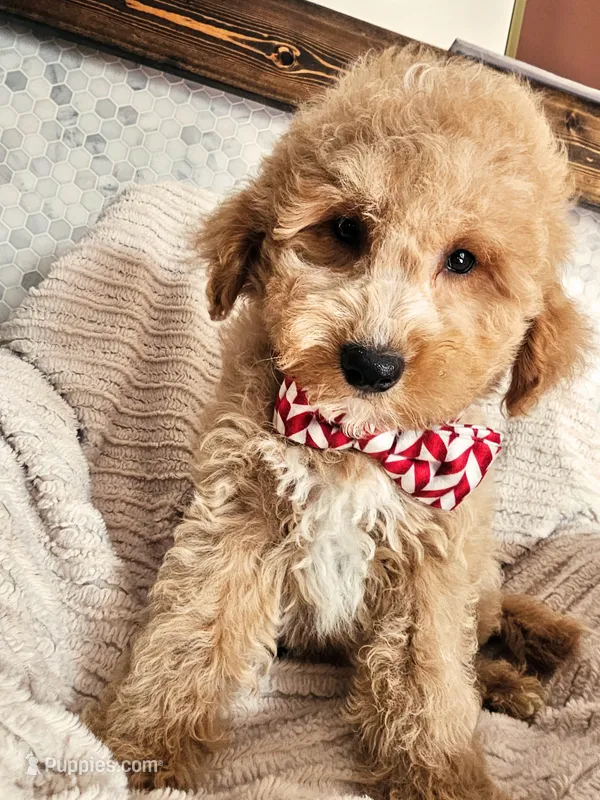 Archie - Petite F1BB Mini Goldendoodle – Miniature Goldendoodle puppy for sale in Madison, WI