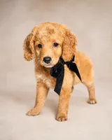 Taffy - Med Mini Goldendoodle Flat Coat, a female Miniature Goldendoodle for sale in Madison, WI – 4 of 6
