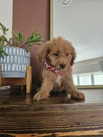 F1B Mini Goldendoodle - MALE Trained, a male Miniature Goldendoodle for sale in Madison, WI – 2 of 2