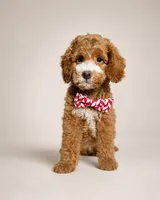 Ferris - Med Mini Goldendoodle, a male Miniature Goldendoodle for sale in Madison, WI – 2 of 4
