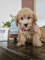 F1B Mini Goldendoodle - MALE Trained, a male Miniature Goldendoodle for sale in Madison, WI – 2 of 3