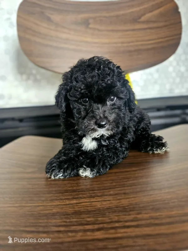 Winston - Male Toy Poodle – Poodle - Toy  puppy for sale in Madison, WI