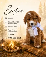 Ember • Micro Mini F1BB, a female Miniature Goldendoodle for sale in Madison, WI – 1 of 1