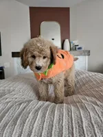 Pumpkin F2B Mini Goldendoodle, a female Miniature Goldendoodle for sale in Madison, WI – 6 of 8
