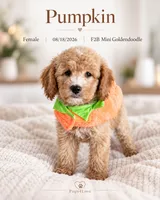 Pumpkin F2B Mini Goldendoodle, a female Miniature Goldendoodle for sale in Madison, WI – 1 of 8
