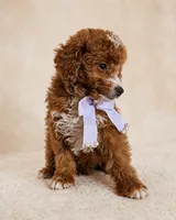 Ember • Micro Petite Mini Goldendoodle, a female Miniature Goldendoodle for sale in Madison, WI – 5 of 6