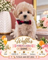 Waffles - Toy Maltipoo Puppy, a male Maltipoo for sale in Madison, WI – 1 of 2