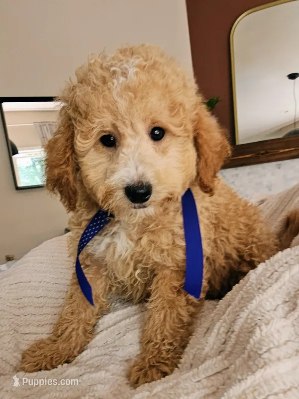 Whoodle _ REDUCED – Whoodle puppy for sale in Madison, WI