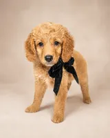 Taffy - Med Mini Goldendoodle Flat Coat, a female Miniature Goldendoodle for sale in Madison, WI – 3 of 6
