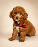 S’more • Micro Petite Mini Goldendoodle CALM & TRAINED, a male Miniature Goldendoodle for sale in Madison, WI – 4 of 7