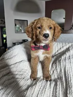 Rodeo (REDUCED) Med Mini Goldendoodle Flat Coat, a male Miniature Golden Retriever and Miniature Goldendoodle for sale in Madison, WI – 6 of 6