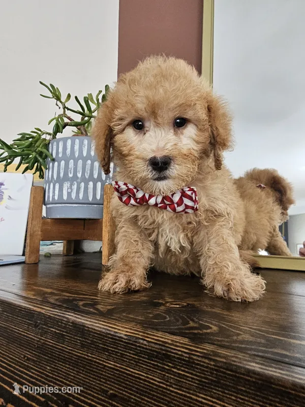 F1B Mini Goldendoodle - MALE Trained – Miniature Goldendoodle puppy for sale in Madison, WI