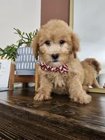 F1B Mini Goldendoodle - MALE Trained, a male Miniature Goldendoodle for sale in Madison, WI – 1 of 3