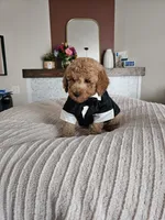 Jack F2B Mini Goldendoodle, a male Miniature Goldendoodle for sale in Madison, WI – 9 of 10
