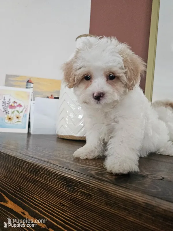 Bellini - Toy Maltipoo Female – Maltipoo puppy for sale in Madison, WI