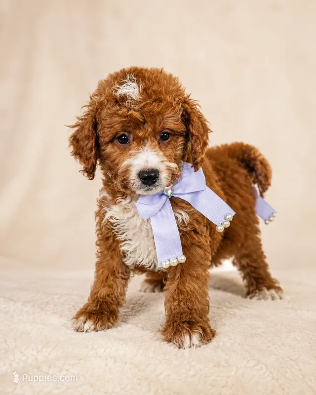 Ember • Micro Mini F1BB – Miniature Goldendoodle puppy for sale in Madison, WI