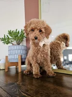 Strawberry Shortcake - Mini Poodle, a female Poodle - Toy  for sale in Madison, WI – Photo 2 of 2