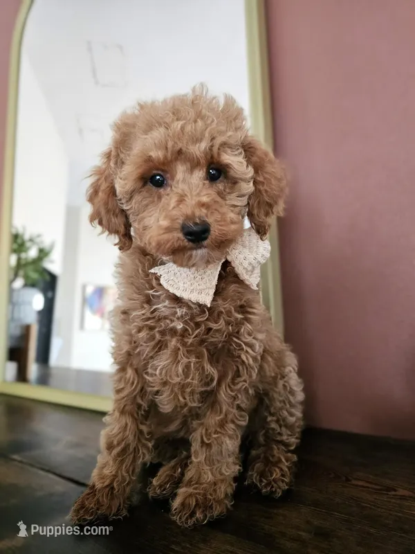 Strawberry Shortcake - Mini Poodle – Poodle - Toy  puppy for sale in Madison, WI