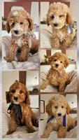 Macchiato - F1B Whoodle Doodle, a male Poodle - Miniature  and Whoodle for sale in Madison, WI – 2 of 2