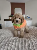Pumpkin F2B Mini Goldendoodle, a female Miniature Goldendoodle for sale in Madison, WI – 8 of 8