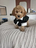 Jack F2B Mini Goldendoodle, a male Miniature Goldendoodle for sale in Madison, WI – 7 of 10