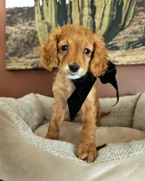 Petal - F2 Cavapoo Flat, a female Cavapoo for sale in Madison, WI – Photo 1 of 2