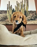 Petal - F2 Cavapoo Flat, a female Cavapoo for sale in Madison, WI – Photo 2 of 2