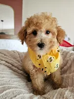 Leo - Petite Mini Goldendoodle REDUCED, a male Miniature Goldendoodle for sale in Madison, WI – 2 of 2