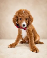 Scout • Micro Petite Mini Goldendoodle , a male Miniature Goldendoodle for sale in Madison, WI – 4 of 5