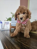 F1B Mini Goldendoodle - MALE Trained, a male Miniature Goldendoodle for sale in Madison, WI – 3 of 4