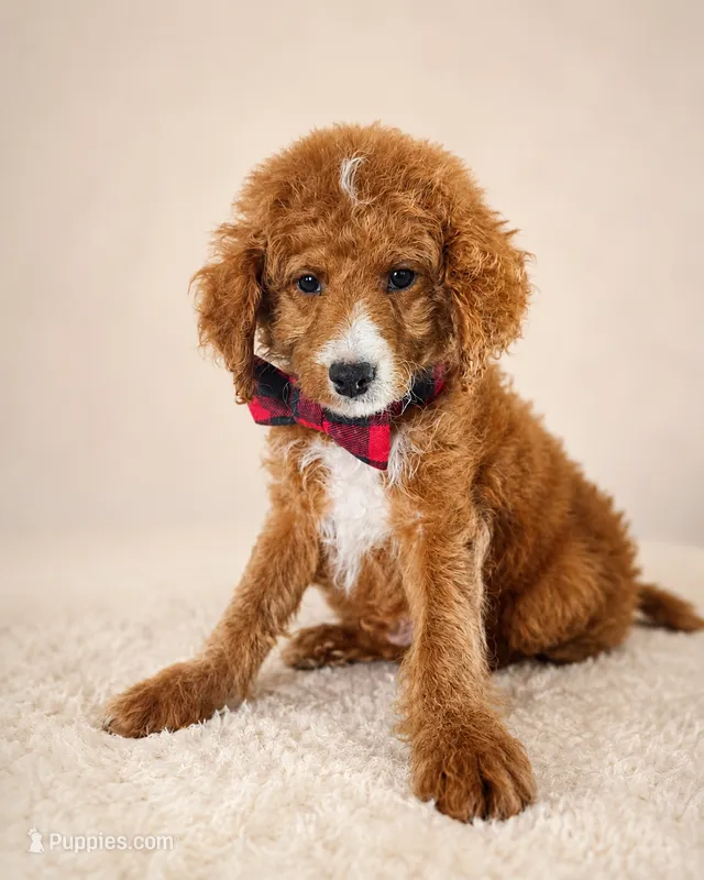Scout • Micro Mini F1BB – Miniature Goldendoodle puppy for sale in Madison, WI