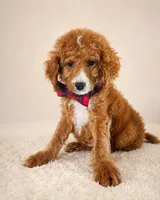 Scout • Micro Petite Mini Goldendoodle , a male Miniature Goldendoodle for sale in Madison, WI – 1 of 5