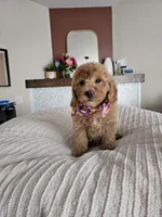 BOO F2B Mini Goldendoodle , a male Miniature Goldendoodle for sale in Madison, WI – 4 of 5