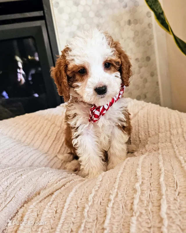 Atlas - Petite Mini Goldendoodle, a female Miniature Goldendoodle for sale in Madison, WI – Photo 1 of 3