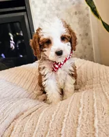 Atlas - Petite Mini Goldendoodle, a female Miniature Goldendoodle for sale in Madison, WI – Photo 1 of 3