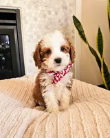 Atlas - Petite Mini Goldendoodle, a female Miniature Goldendoodle for sale in Madison, WI – Photo 3 of 3