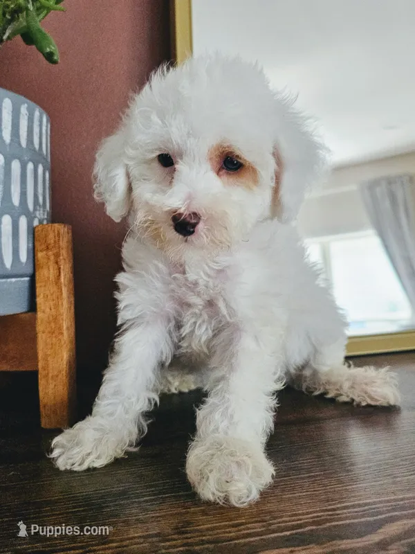 Lemon Drop – Poodle - Toy  puppy for sale in Madison, WI