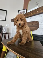 Harvest - F2BB FEMALE Mini Goldendoodle, a female Miniature Goldendoodle for sale in Madison, WI – 6 of 8