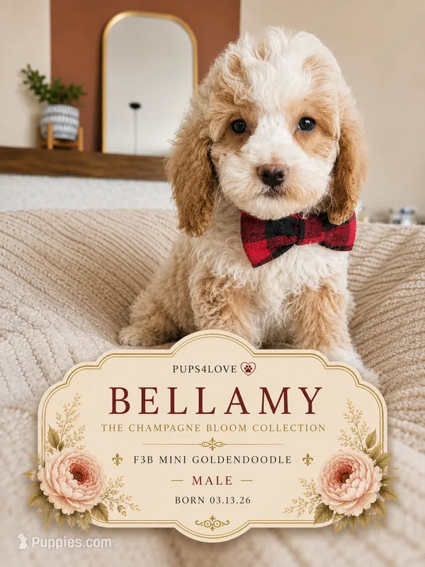 Bellami - F3B Mini Goldendoodle – Miniature Goldendoodle puppy for sale in Madison, WI