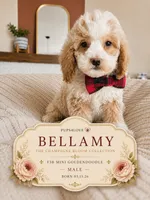 Bellami - F3B Mini Goldendoodle, a male Miniature Goldendoodle for sale in Madison, WI – 1 of 1