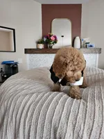 Jack F2B Mini Goldendoodle, a male Miniature Goldendoodle for sale in Madison, WI – 10 of 10