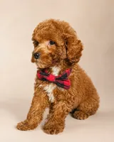 S’more • Micro Petite Mini Goldendoodle CALM & TRAINED, a male Miniature Goldendoodle for sale in Madison, WI – 5 of 7