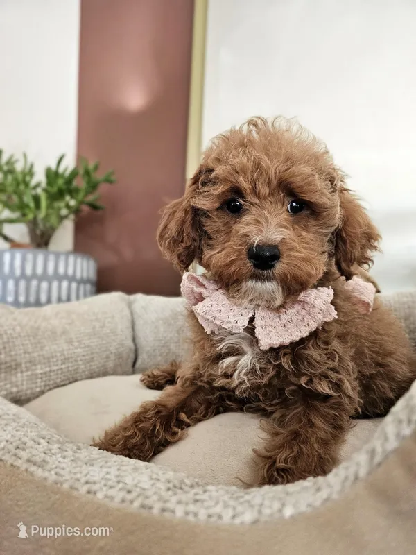 Blossom Biscuit - Mini Poodle – Poodle - Toy  puppy for sale in Madison, WI